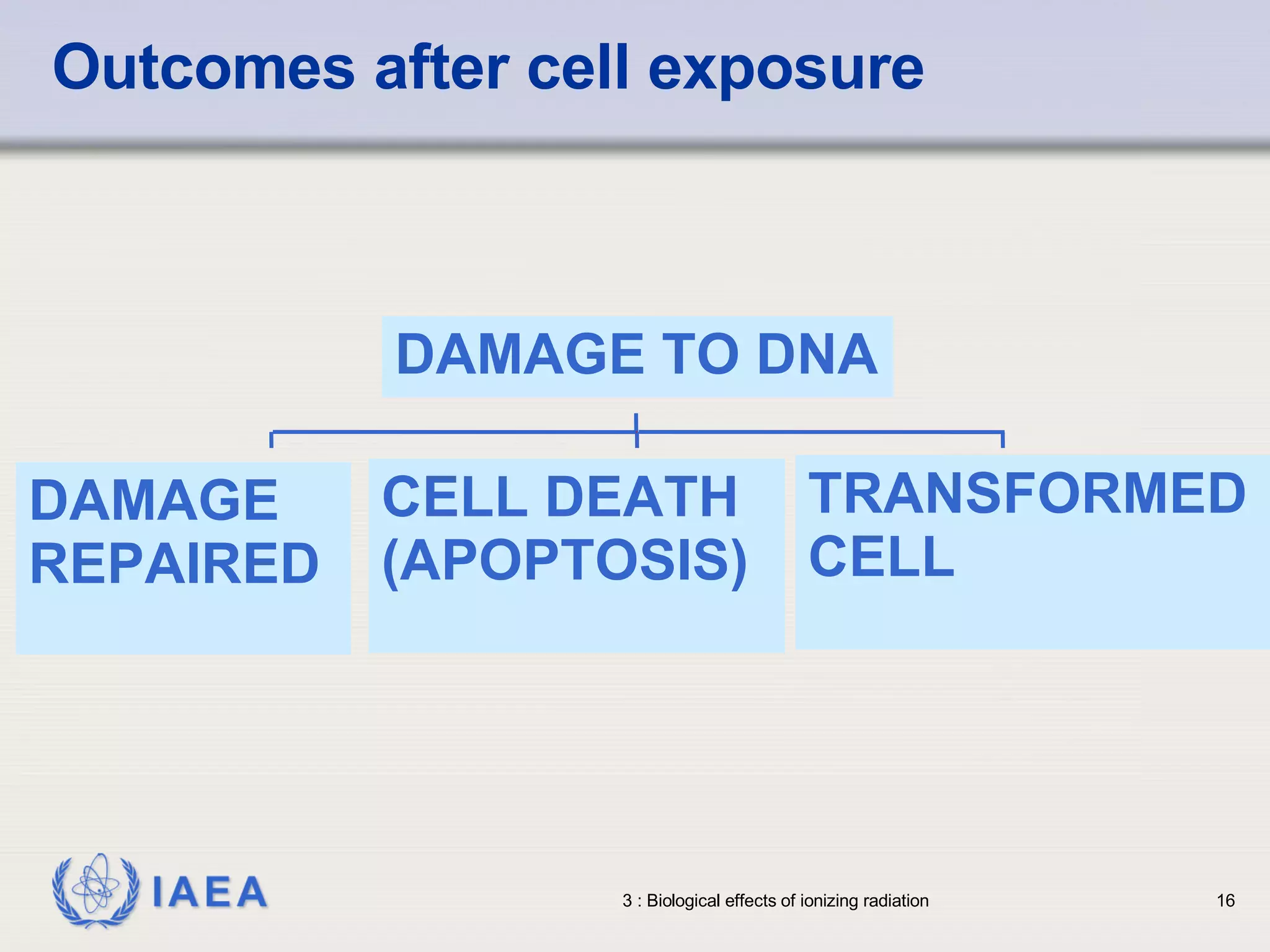Outcomes after cell exposure DAMAGE REPAIRED CELL DEATH (APOPTOSIS) TRANSFORMED CELL DAMAGE TO DNA 