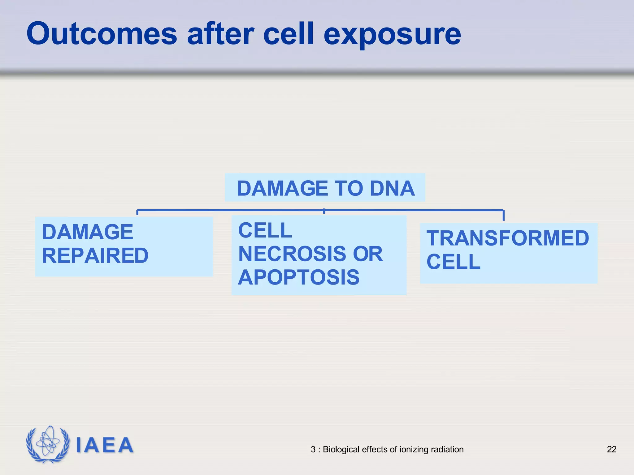 Outcomes after cell exposure DAMAGE REPAIRED CELL NECROSIS OR APOPTOSIS TRANSFORMED CELL DAMAGE TO DNA 