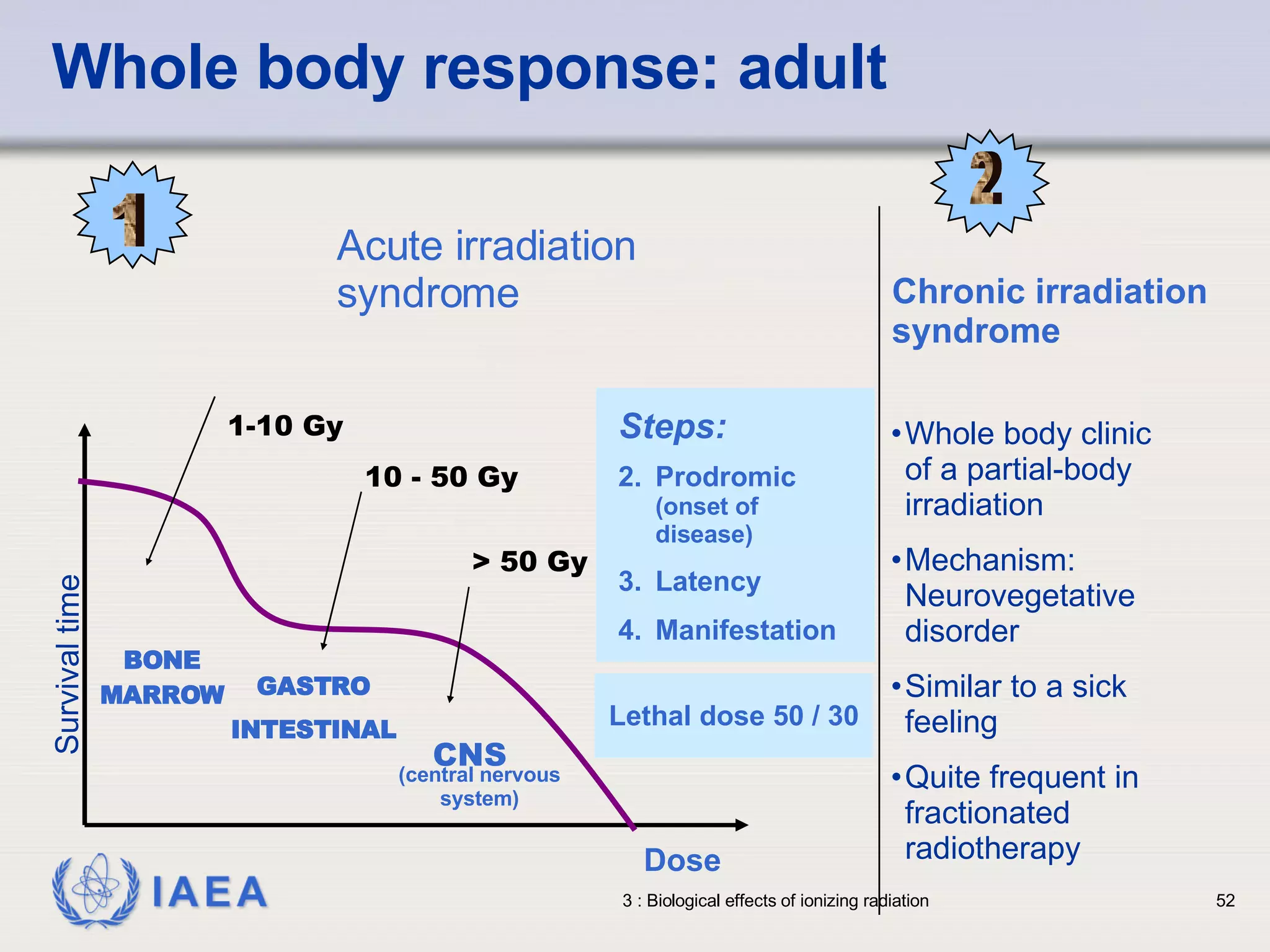 Whole body response: adult Acute irradiation syndrome Chronic irradiation syndrome Survival time Dose Lethal dose 50 / 30 BONE MARROW GASTRO INTESTINAL CNS (central nervous system) 1-10 Gy 10 - 50 Gy > 50 Gy Whole body clinic of a partial-body irradiation Mechanism: Neurovegetative disorder Similar to a sick feeling Quite frequent in fractionated radiotherapy 1 2 Steps: Prodromic  (onset of disease) Latency Manifestation 