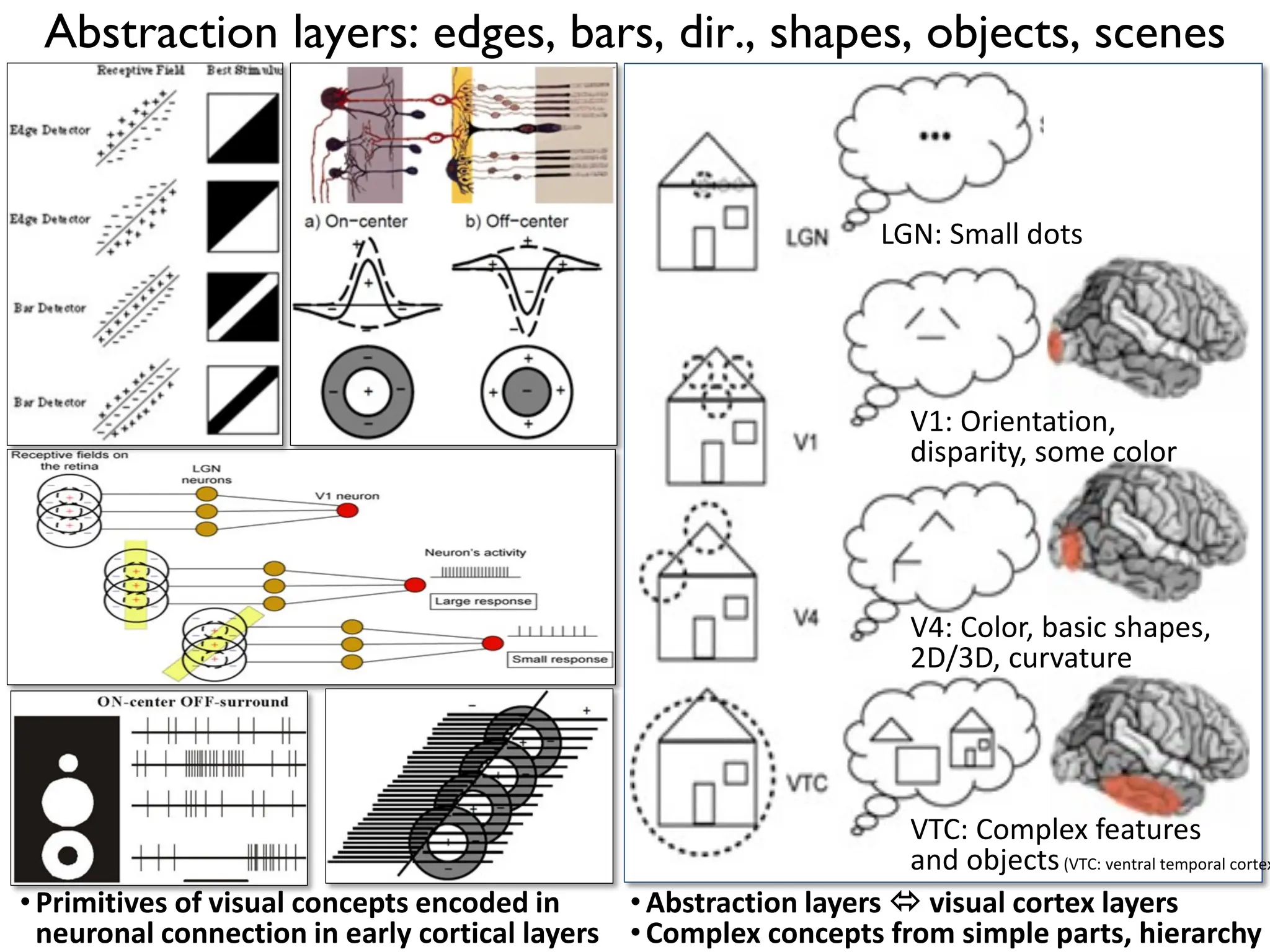Abstraction layers: edges, bars, dir., shapes, objects, scenes LGN: Small dots V1: Orientation, disparity, some color V4: Color, basic shapes, 2D/3D, curvature VTC: Complex features and objects(VTC: ventral temporal cortex •Abstraction layers  visual cortex layers •Complex concepts from simple parts, hierarchy •Primitives of visual concepts encoded in neuronal connection in early cortical layers 