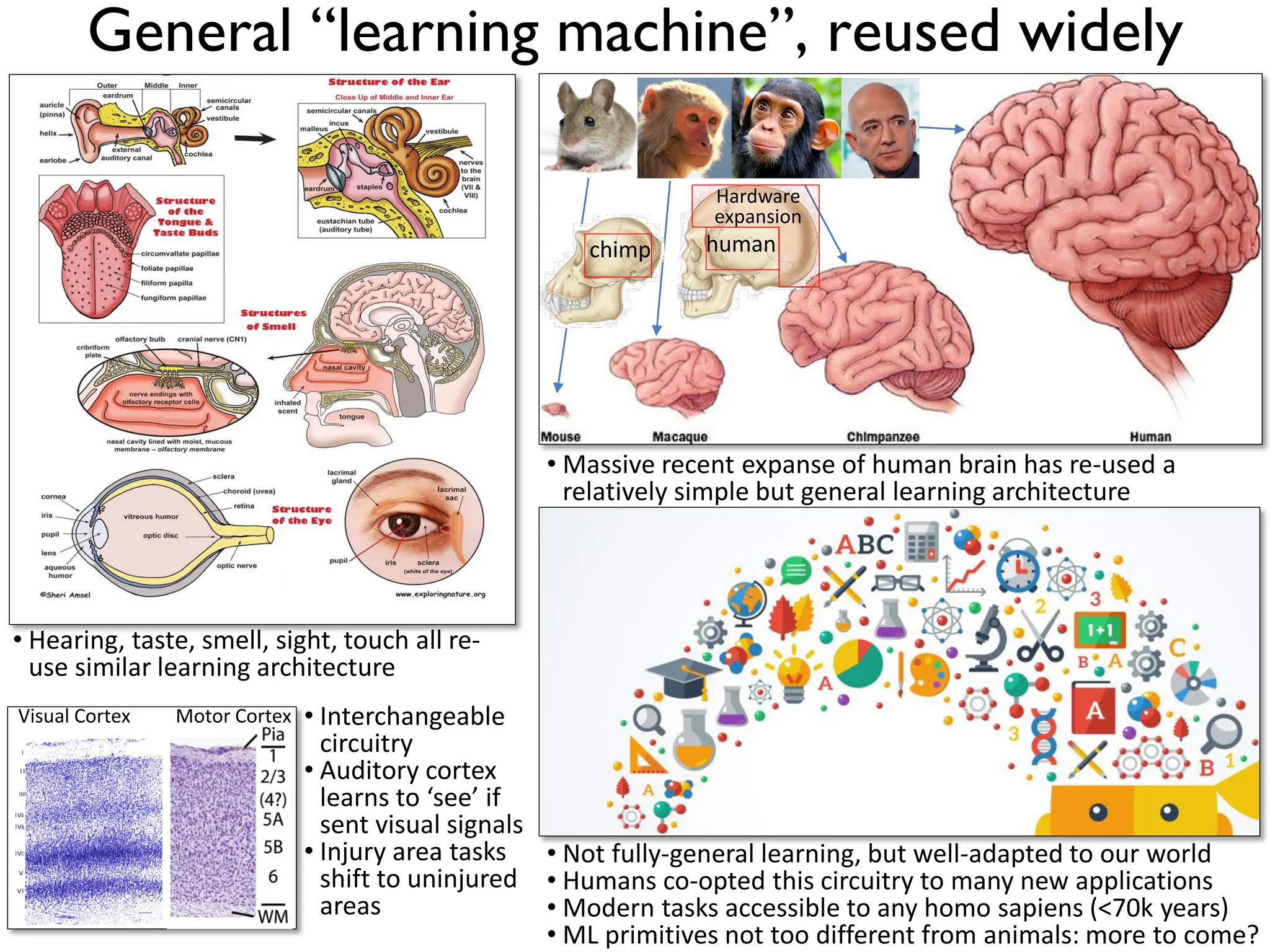 • Massive recent expanse of human brain has re-used a relatively simple but general learning architecture General “learning machine”, reused widely • Hearing, taste, smell, sight, touch all re- use similar learning architecture Motor Cortex Visual Cortex • Interchangeable circuitry • Auditory cortex learns to ‘see’ if sent visual signals • Injury area tasks shift to uninjured areas • Not fully-general learning, but well-adapted to our world • Humans co-opted this circuitry to many new applications • Modern tasks accessible to any homo sapiens (<70k years) • ML primitives not too different from animals: more to come? human chimp Hardware expansion 