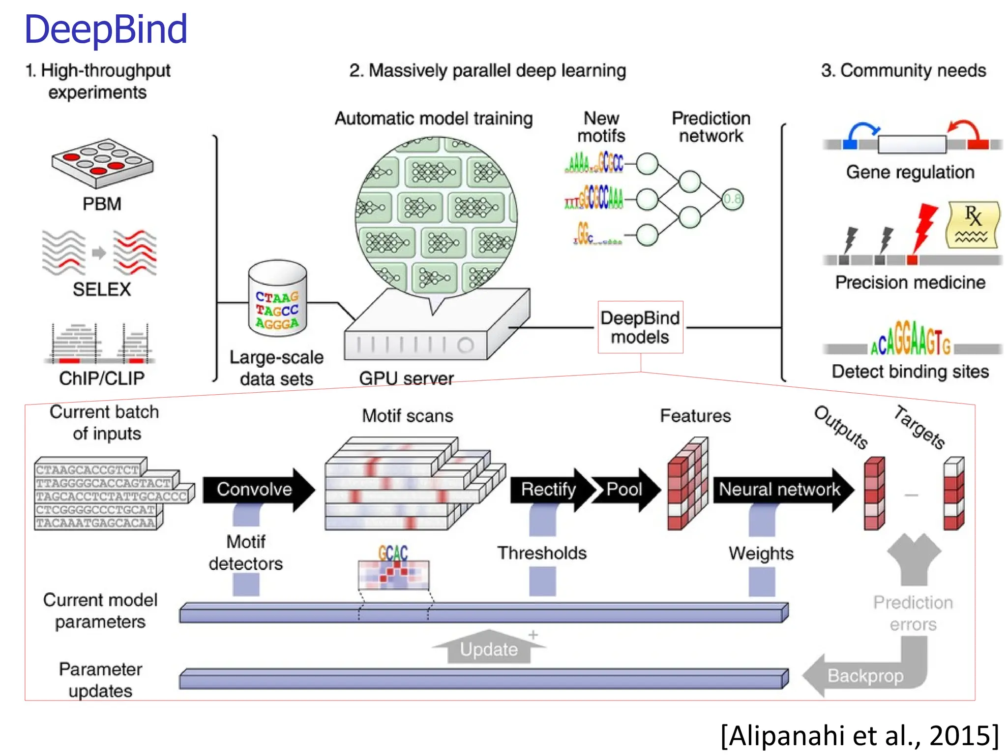DeepBind [Alipanahi et al., 2015] 