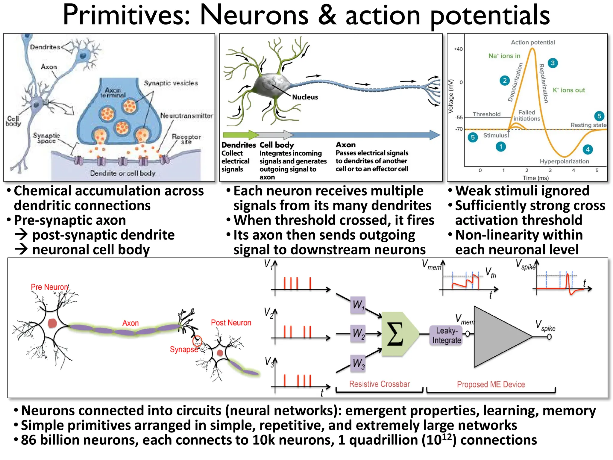 Primitives: Neurons & action potentials •Chemical accumulation across dendritic connections •Pre-synaptic axon  post-synaptic dendrite  neuronal cell body •Each neuron receives multiple signals from its many dendrites •When threshold crossed, it fires •Its axon then sends outgoing signal to downstream neurons •Weak stimuli ignored •Sufficiently strong cross activation threshold •Non-linearity within each neuronal level •Neurons connected into circuits (neural networks): emergent properties, learning, memory •Simple primitives arranged in simple, repetitive, and extremely large networks •86 billion neurons, each connects to 10k neurons, 1 quadrillion (1012) connections 