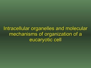 Intracellular organelles and molecular mechanisms of organi z ation of  a  eucar y otic cell 