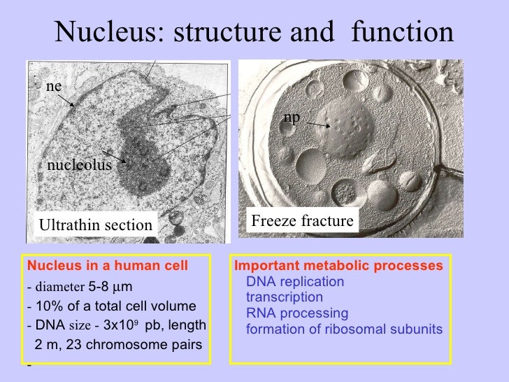 L04 nucleus