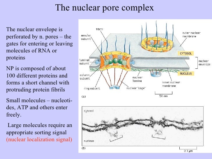 L04 Nucleus