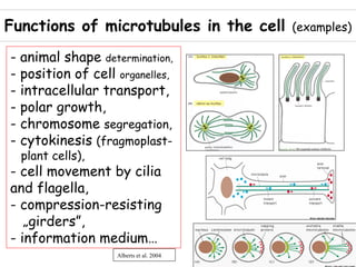 Functions of microtubules in the cell    (examples)

- animal shape determination,
- position of cell organelles,
- intracellular transport,
- polar growth,
- chromosome segregation,
- cytokinesis (fragmoplast-
  plant cells),
- cell movement by cilia
and flagella,
- compression-resisting
   „girders”,
- information medium…
                   Alberts et al. 2004
 