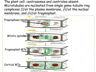 The plant cell: centrosomes and centrioles absent.
Microtubules are nucleated from single gama-tubulin ring
complexes (i) at the plasma membrane, (ii) at the nuclear
membrane, and (iii) at fragmoplast.

Preprophase band




  Mitotic spindle




Fragmoplast MTs




Cortical MTs
 