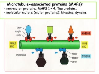 Microtubule-associated proteins (MAPs):
- non-motor proteins: MAPS 1 – 4, Tau protein…
- molecular motors (motor proteins): kinesins, dyneins


  • Non-motor:
      MAP1 – 4 neurites and dendrites
               polymeration of MTs
               elongation of MTs
      Tau         neurites

      Motor proteins: kinesins → +
                      dyneins → -
  •
 