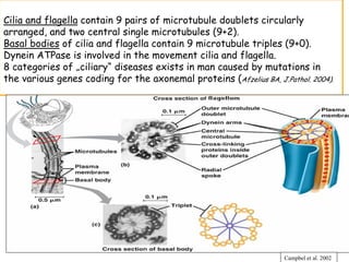 Cilia and flagella contain 9 pairs of microtubule doublets circularly
arranged, and two central single microtubules (9+2).
Basal bodies of cilia and flagella contain 9 microtubule triples (9+0).
Dynein ATPase is involved in the movement cilia and flagella.
8 categories of „ciliary“ diseases exists in man caused by mutations in
the various genes coding for the axonemal proteins (Afzelius BA, J.Pathol. 2004).




                                                                    Campbel et al. 2002
 