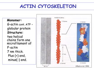 ACTIN CYTOSKELETON

Monomer:
G-actin cont. ATP -
globular protein
Structure:
two helical
chains form one
microfilament of
F-actin
7 nm thick.
 Plus (+) end,
 minus(-) end.
                          Alberts et al. 2004
 
