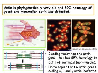 Actin is phylogenetically very old and 89% homology of
yeast and mammalian actin was detected.




                                           Gabriel M., Microbiology (UK)

                         • Budding yeast has one actin
                           gene that has 89% homology to
                           actin of mammals (non-muscle).
                         • Homo sapiens has 6 actin genes
                           coding α, β and γ actin isoforms.
 