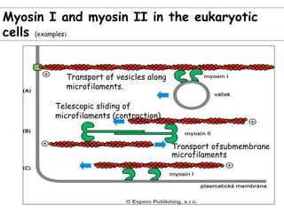 Myosin I and myosin II in the eukaryotic
cells (examples)


           Transport of vesicles along
           microfilaments.

        Telescopic sliding of
        microfilaments (contraction).


                                         Transport ofsubmembrane
                                         microfilaments
 