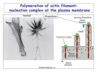 Polymeration of actin filament:
nucleation complex at the plasma membrane
                 filopodium                    growing filopodium




                                                  +end
                          Nucleation complex
 