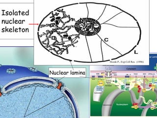 Isolated
nuclear
skeleton



                            Hozák P., Exp.Cell Res. (1996)



           Nuclear lamina
 