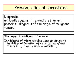 Present clinical correlates

Diagnosis:
antibodies against intermediate filament
proteins – diagnosis of the origin of malignant
tumors

Therapy of malignant tumors:
Inhibitors of microtubules used as drugs to
  inhibit proliferation of cells of malignant
  tumors (Taxol, Vinca- alkaloids….)
 
