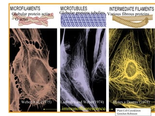 Globular protein actin     Globular proteins tubulins Various fibrous proteins
= G actin




     Weber et al. (1975)   Lazarides and Weber(1974)     Hynes a Destree (1978)
                            immunofluorescence             Plant Cell Cytoskleton
                                                           Gretchen Robinson
 