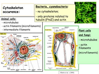 Bacteria, cyanobacteria:
 Cytoskeleton
 occurence:                  - no cytoskeleton;
                             - only proteins related to
Animal cells:                tubulin (FtsZ) and actin
- microtubules
- actin filaments (microfilaments)
- intermediate filaments                                                   Plant cells
                                                                           and fungi:
                                                                           - microtubules
                                                                           - actin
                                                                           filaments
                                                                           (microfilaments)




                                                  Alberts et al. ( 2004)
 