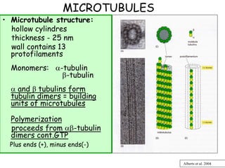 MICROTUBULES
• Microtubule structure:
  hollow cylindres
  thickness - 25 nm
  wall contains 13
  protofilaments
  Monomers: α-tubulin
              β-tubulin
  α and β tubulins form
  tubulin dimers = building
  units of microtubules

  Polymerization
  proceeds from αβ-tubulin
  dimers cont.GTP
 Plus ends (+), minus ends(-)

                                  Alberts et al. 2004
 