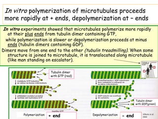 In vitro polymerization of microtubules proceeds
 more rapidly at + ends, depolymerization at – ends
In vitro experiments showed that microtubules polymerize more rapidly
   at their plus ends from tubulin dimer containing GTP,
  while polymerization is slower or depolymerization proceeds at minus
   ends (tubulin dimers containing GDP).
Dimers move from one end to the other (tubulin treadmilling). When some
   structure is joined to microtubule, it is translocated along microtubule
   (like man standing on escalator).

                            Tubulin dimer
                            with GTP (red)




                                                                        Tubulin dimer
                                                                        with GDP(green)



          Polymerization   + end             Depolymerization   - end        Alberts et al.
                                                                             2004
 