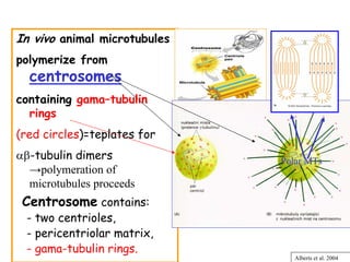 In vivo animal microtubules
polymerize from
  centrosomes
containing gama–tubulin
  rings
(red circles)=teplates for
αβ-tubulin dimers             Polar MTs
  →polymeration of
  microtubules proceeds
 Centrosome contains:
  - two centrioles,
  - pericentriolar matrix,
  - gama-tubulin rings.
                                 Alberts et al. 2004
 
