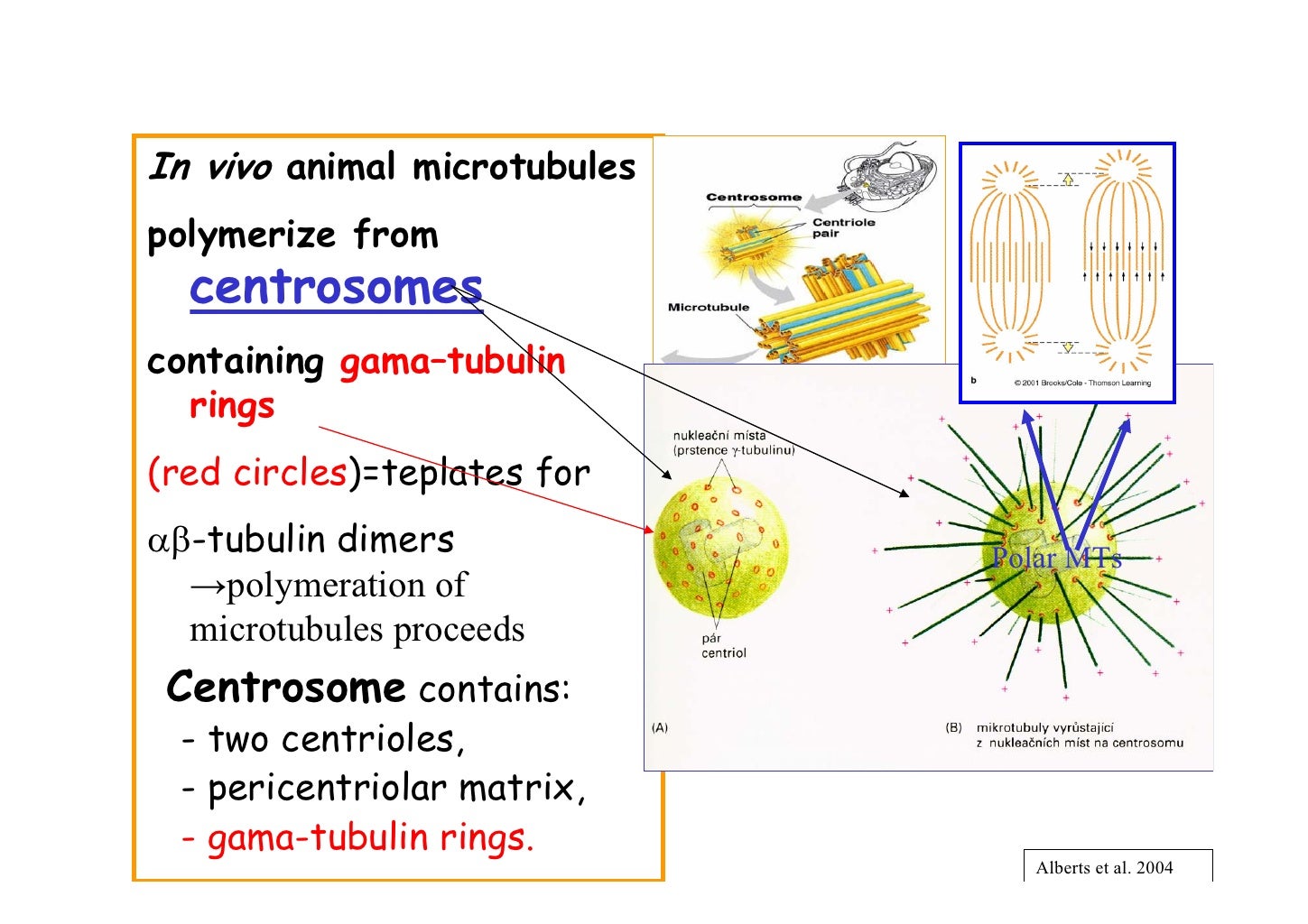 L05 cytoskeleton