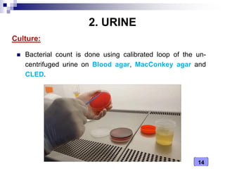 14
2. URINE
Culture:
 Bacterial count is done using calibrated loop of the un-
centrifuged urine on Blood agar, MacConkey agar and
CLED.
 
