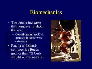 Biomechanics
• The patella increases
the moment arm about
the knee
– Contributes up to 30%
increase in force with
extension
• Patella withstands
compressive forces
greater than 7X body
weight with squatting
 