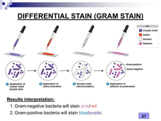 Complex Staining Types Medical Microbiology Laboratory (bacterial shapes, arrangement and ...