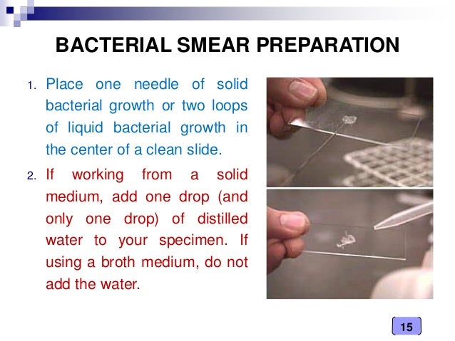 Medical Microbiology Laboratory (bacterial shapes, arrangement and st…