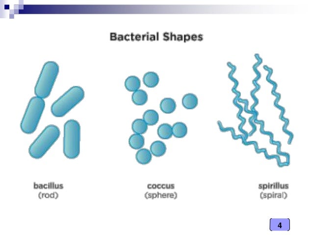Medical Microbiology Laboratory Bacterial Shapes Arrangement And St