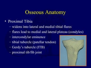Osseous Anatomy
• Proximal Tibia
– widens into lateral and medial tibial flares
– flares lead to medial and lateral plateau (condyles)
– intercondylar eminence
– tibial tubercle (patellar tendon)
– Gerdy’s tubercle (ITB)
– proximal tib/fib joint
 