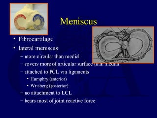Meniscus
• Fibrocartilage
• lateral meniscus
– more circular than medial
– covers more of articular surface than medial
– attached to PCL via ligaments
• Humphry (anterior)
• Wrisberg (posterior)
– no attachment to LCL
– bears most of joint reactive force
 