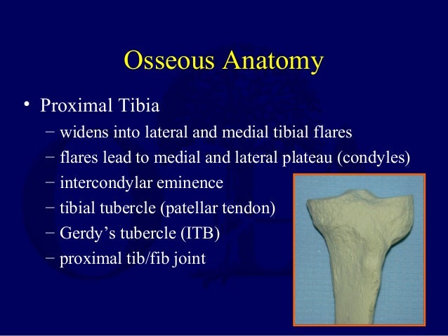 L08 tibial plateau