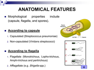 6
ANATOMICAL FEATURES
 Morphological properties include
(capsule, flagella, and spores).
 According to capsule
1. Capsulated (Streptococcus pneumoniae)
2. Non-capsulated (Viridans streptococci)
 According to flagella
1. Flagellate (Monotrichous, Lopho-trichous,
Amphi-trichous and peritrichous)
2. Afflagellate (e.g. Shigella spp.)
 
