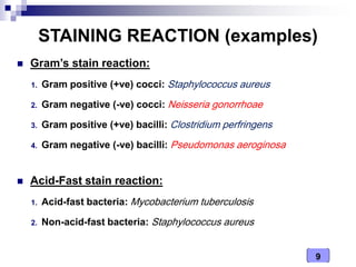 9
STAINING REACTION (examples)
 Gram’s stain reaction:
1. Gram positive (+ve) cocci: Staphylococcus aureus
2. Gram negative (-ve) cocci: Neisseria gonorrhoae
3. Gram positive (+ve) bacilli: Clostridium perfringens
4. Gram negative (-ve) bacilli: Pseudomonas aeroginosa
 Acid-Fast stain reaction:
1. Acid-fast bacteria: Mycobacterium tuberculosis
2. Non-acid-fast bacteria: Staphylococcus aureus
 