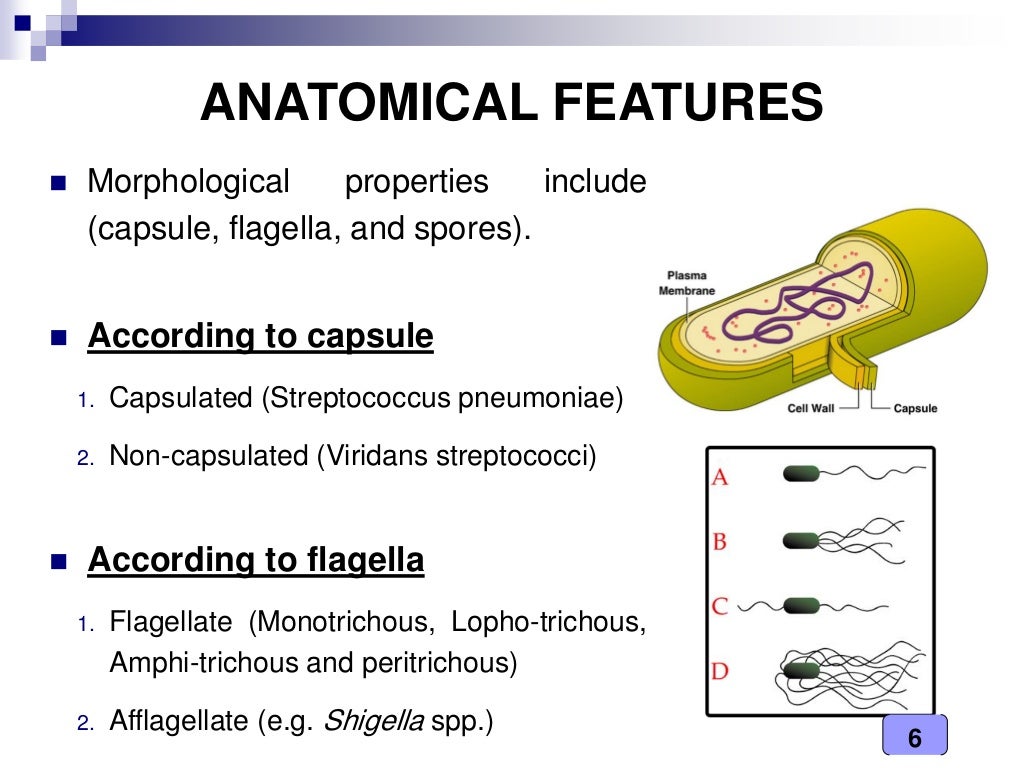 Medical Microbiology Laboratory (pathogenic bacteria classification)