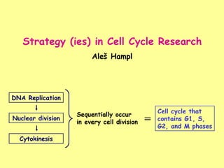 Strategy (ies) in Cell Cycle Research Aleš Hampl DNA Replication Nuclear division Cytokinesis Sequentially occur  in every cell division Cell cycle that  contains G1, S,  G2, and M phases = 