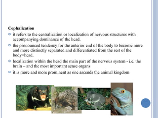 Vertebrate anatomy