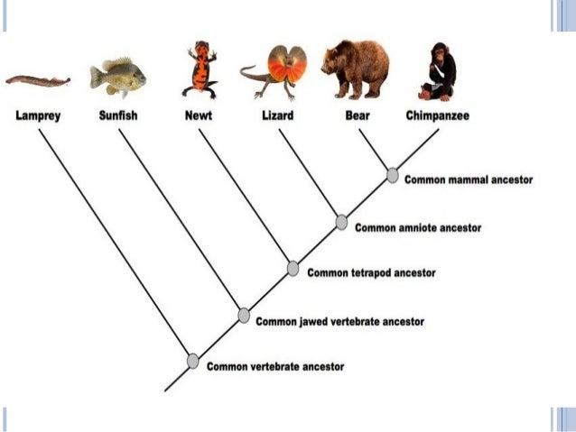 Vertebrate anatomy "term and concepts"