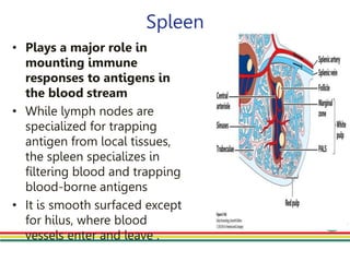 Spleen
• Plays a major role in
mounting immune
responses to antigens in
the blood stream
• While lymph nodes are
specialized for trapping
antigen from local tissues,
the spleen specializes in
filtering blood and trapping
blood-borne antigens
• It is smooth surfaced except
for hilus, where blood
vessels enter and leave .
 