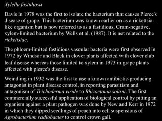 Xylella fastidiosa
Davis in 1978 was the first to isolate the bacterium that causes Pierce's
disease of grape. This bacterium was known earlier on as a rickettsia-
like organism but is now referred to as a fastidious, Gram-negative,
xylem-limited bacterium by Wells et al. (1987). It is not related to the
rickettsiae.
The phloem-limited fastidious vascular bacteria were first observed in
1972 by Windsor and Black in clover plants affected with clover club
leaf disease whereas those limited to xylem in 1973 in grape plants
affected with pierce's disease.
Weindling in 1932 was the first to use a known antibiotic-producing
antagonist in plant disease control, in reporting parasitism and
antagonism of Trichoderma viride to Rhizoctonia solani. The first
commercially successful application of biological control by pitting an
organism against a plant pathogen was done by New and Kerr in 1972
in which they dipped seedlings of peach into cell suspensions of
Agrobacterium radiobacter to control crown gall.
 