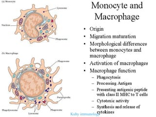 Kuby immunology
 