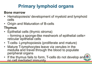 Primary lymphoid organs
Bone marrow
• Hematopoiesis/ development of myeloid and lymphoid
cells
• Origin and Maturation of B-cells
Thymus
• Epithelial cells (thymic stroma)
– forming a sponge-like meshwork of epithelial cells=
reticular epithelial cells
• T-cells- Lymphopoiesis (proliferate and mature)
• Mature T-lymphocytes leave via venules in the
medulla and travel through the blood to populate
peripheral organs
• If the thymus fails to form, T-cells do not develop and
no cell mediated immunity
 
