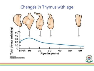 Changes in Thymus with age
 