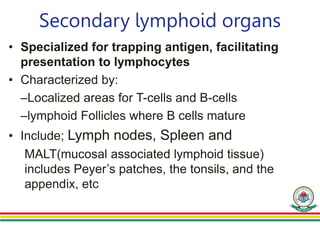 Secondary lymphoid organs
• Specialized for trapping antigen, facilitating
presentation to lymphocytes
• Characterized by:
–Localized areas for T-cells and B-cells
–lymphoid Follicles where B cells mature
• Include; Lymph nodes, Spleen and
MALT(mucosal associated lymphoid tissue)
includes Peyer’s patches, the tonsils, and the
appendix, etc
 