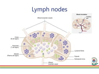Lymph nodes
 