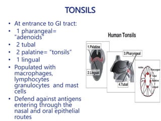 TONSILS
• At entrance to GI tract:
• 1 pharangeal=
“adenoids”
• 2 tubal
• 2 palatine= “tonsils”
• 1 lingual
• Populated with
macrophages,
lymphocytes
granulocytes and mast
cells
• Defend against antigens
entering through the
nasal and oral epithelial
routes
 