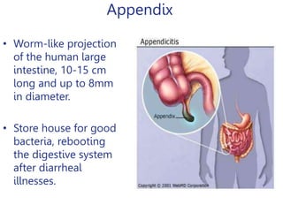 Appendix
• Worm-like projection
of the human large
intestine, 10-15 cm
long and up to 8mm
in diameter.
• Store house for good
bacteria, rebooting
the digestive system
after diarrheal
illnesses.
 