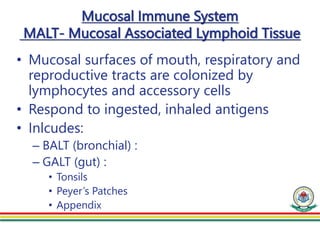 Mucosal Immune System
MALT- Mucosal Associated Lymphoid Tissue
• Mucosal surfaces of mouth, respiratory and
reproductive tracts are colonized by
lymphocytes and accessory cells
• Respond to ingested, inhaled antigens
• Inlcudes:
– BALT (bronchial) :
– GALT (gut) :
• Tonsils
• Peyer’s Patches
• Appendix
 